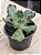 Echeveria noway - Imagem 2