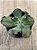 Echeveria noway - Imagem 3