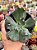 Echeveria noway - Imagem 1
