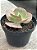 Echeveria pearl - Imagem 3