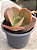 Echeveria DK11 - Imagem 2