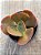 Echeveria DK11 - Imagem 3
