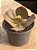 Echeveria zipper - Imagem 3