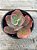 Echeveria zipper (sem raiz) - Imagem 2