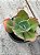 Echeveria anjo caido - Imagem 3