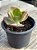 Echeveria anjo caido - Imagem 3
