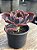 Echeveria black opal - Imagem 2
