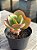 Echeveria tornado reversa - Imagem 2