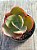 Echeveria tornado reversa - Imagem 3