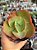 Echeveria tornado reversa - Imagem 1