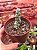 Crassula plegmatoides - Imagem 1