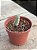 Crassula plegmatoides - Imagem 3