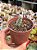 Crassula plegmatoides - Imagem 2