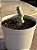 Crassula plegmatoides - Imagem 3