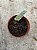 Crassula plegmatoides P - Imagem 3