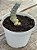 Crassula plegmatoides - Imagem 3