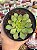 Aeonium red edge (sem raiz) - Imagem 1