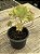 Aeonium Red edge variegata - Imagem 4