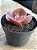 Echeveria champagne purple P - Imagem 3