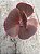 Echeveria champagne purple (P) - Imagem 1