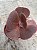 Echeveria champagne purple (P) - Imagem 3