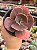 Echeveria champagne purple P - Imagem 1