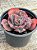 Echeveria Marcus Jones - Imagem 4
