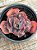Echeveria Marcus Jones - Imagem 3