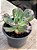 Echeveria Marcus Jones - Imagem 3