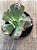 Echeveria Marcus Jones - Imagem 4