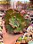 Echeveria Marcus Jones - Imagem 1