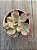 Echeveria pallace variegata - Imagem 4