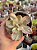 Echeveria pallace variegata - Imagem 1