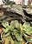 Echeveria pallace variegata - Imagem 2