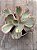Echeveria pallace variegata - Imagem 4