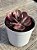 Echeveria pallace variegata (sem raiz) - Imagem 3