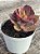 Echeveria pallace variegata - Imagem 4