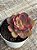 Echeveria pallace variegata - Imagem 3