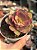 Echeveria pallace variegata - Imagem 1
