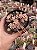 Sedum mirinae - Imagem 1