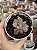 Echeveria cv rezry - Imagem 1