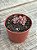 Echeveria cv rezry (sem raiz) - Imagem 4