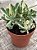 Aeonium castello paivae variegata - Imagem 2