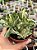 Aeonium castello paivae variegata - Imagem 1