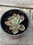 Echeveria dorothy espanha - Imagem 2