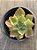 Echeveria dorothy espanha - Imagem 3