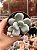 Pachyphytum oviferum - pedra da lua - Imagem 1