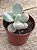 Pachyphytum oviferum - pedra da lua - Imagem 2