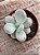 Pachyphytum oviferum - pedra da lua - Imagem 3