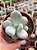Pachyphytum oviferum - pedra da lua - Imagem 1